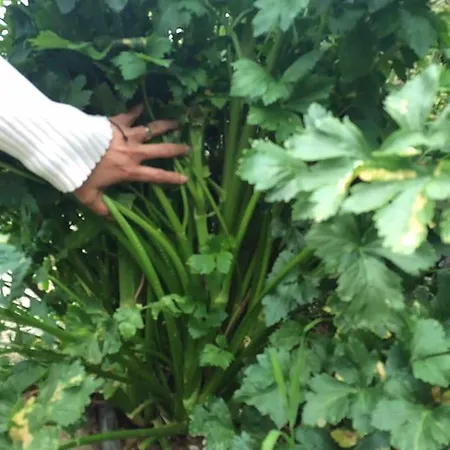 Appartement Cozy Mountain La Orotava