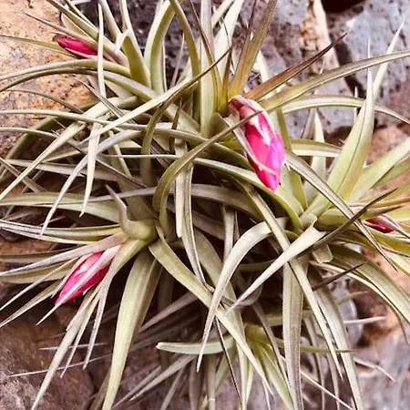 Appartement Cozy Mountain La Orotava
