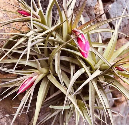 Apartman Cozy Mountain La Orotava