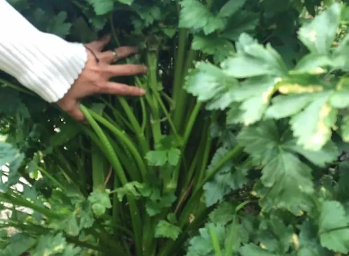 Lejlighed Cozy Mountain La Orotava